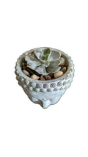 Load image into Gallery viewer, Buddha Head Planters with live Succulents