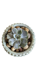 Load image into Gallery viewer, Buddha Head Planters with live Succulents